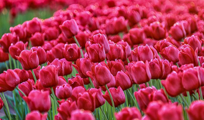 Pink tulips by Erik Spijkerman