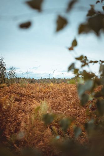 Windmolens vanaf het Haaksbergerveen