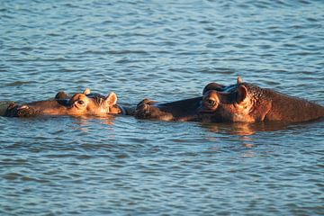 Hippopotame infatigable sur Melanie van der Rijt