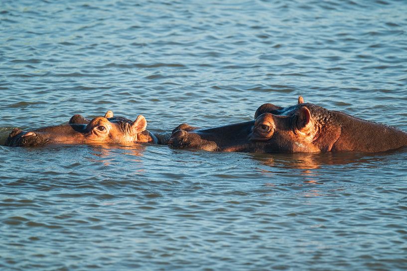 Hippopotame infatigable par Melanie van der Rijt