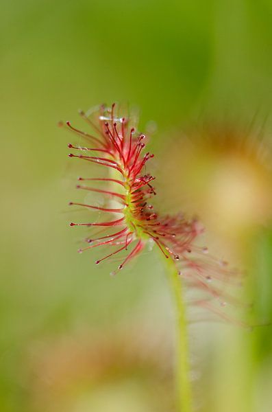 Ronde zonnedauw by Yvonne van der Meij