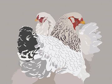 Brahma kippen sur Richard van den Hoek