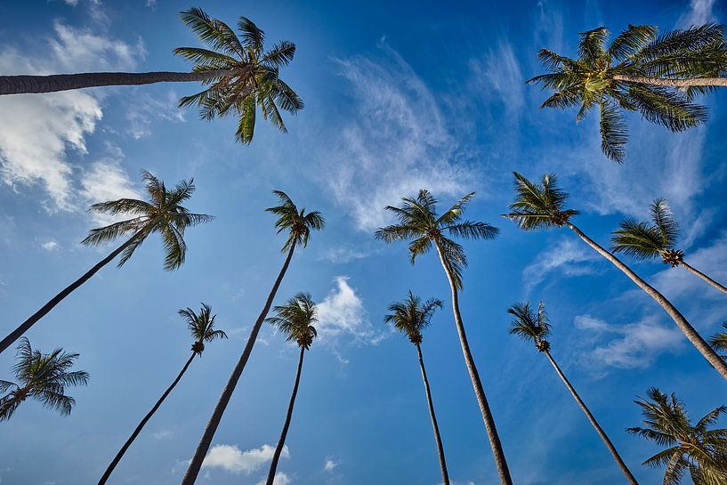Palm trees against blue skies by Graham Forrester