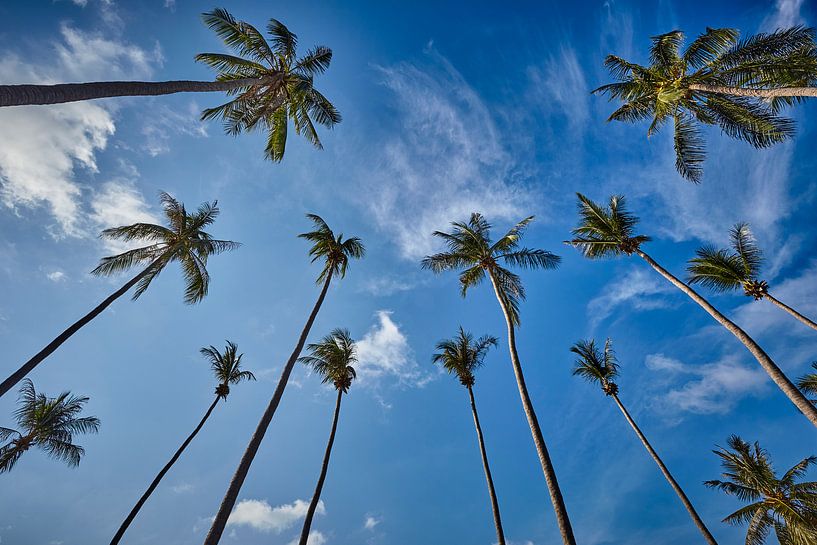 Palmen gegen blauen Himmel von Graham Forrester