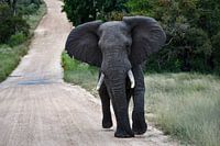 Elefant im Kruger-Nationalpark