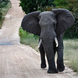 Elefant im Kruger-Nationalpark von Jeroen Lugtenburg