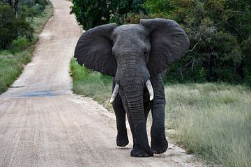 Savanne Olifant in het nationaal kruger park van Jeroen Lugtenburg