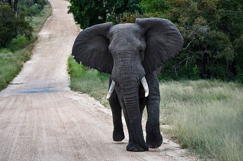 Savanne Olifant in het nationaal kruger park