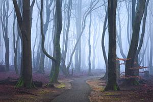 Le sentier magique de la forêt