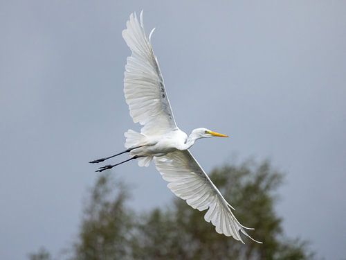 Great White Egret in flight