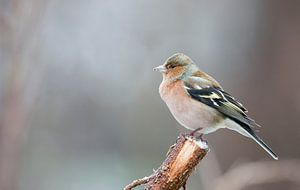 Finch (male) by Rando Kromkamp