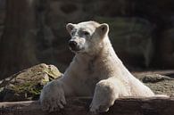 Ours polaire : Ouwehands Dierenpark par Loek Lobel Aperçu