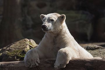 Eisbär : Ouwehands Dierenpark von Loek Lobel