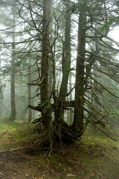 Magisch bergsparrenbos in de mist 2 van Holger Spieker