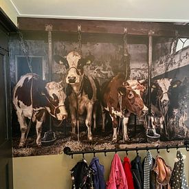 Customer photo: Dutch cows in an old barn by Inge Jansen