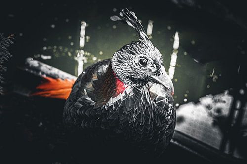 Faisan de l'Himalaya