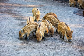 Wildschwein (Sus scrofa) von Lieuwe J. Zander