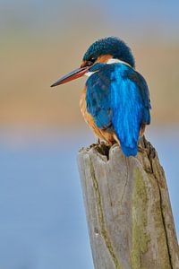 Eisvogel