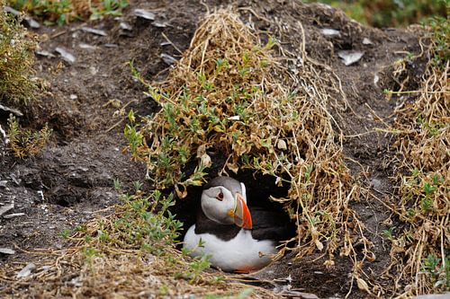 Papegaaiduikers op het eiland Skellig Michael in Ierland
