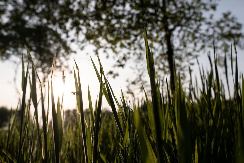 Dutch sunshine by Nienke Stegeman