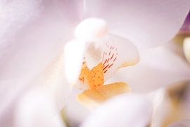 Closeup van wit roze orchidee by Mike Attinger