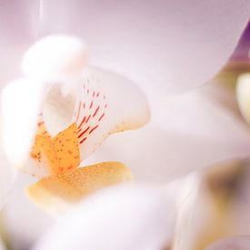 Closeup van wit roze orchidee von Mike Attinger