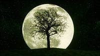 un arbre mystérieux au clair de lune (3d rendering,this image elem