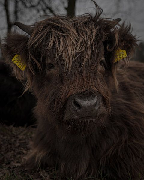 Hochländer von iwan faber