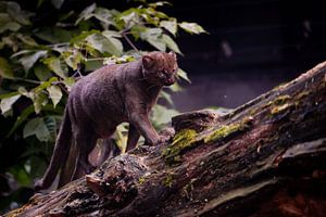 South American jaguarundi cat von Michael Semenov