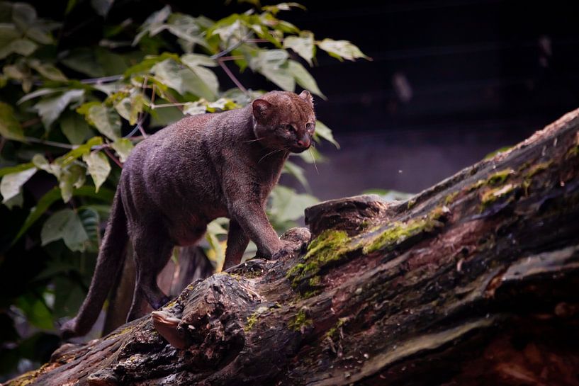 Zuid-Amerikaanse jaguarundi kat van Michael Semenov