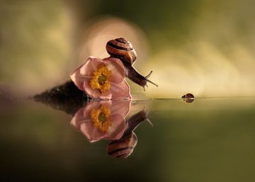 Snail meets ladybug by Marijke de Haze