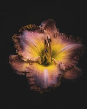 Daglelie van honey_m_i_l_k_photo