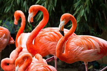 Flamingo's by Dennis van de Water