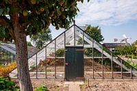 The Westland grape greenhouse...