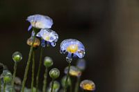 Frozen flowers in wintertime