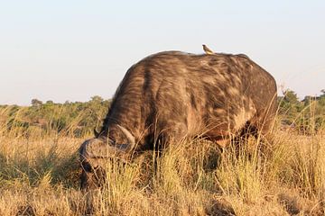 Grazende waterbuffel in de Okavango Delta, Botswana van R.Phillipson