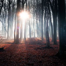 Morgenspaziergang im nebligen Herbstwald von Emil Cobussen