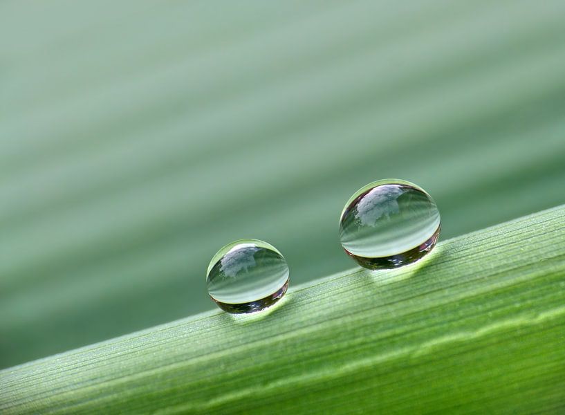 Juste les deux....(Gouttes en vert) par Caroline Lichthart