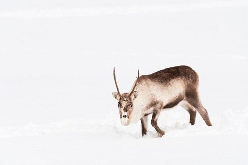 Rendierweiden in de sneeuw in Noord-Noorwegen