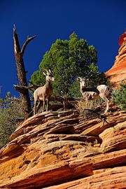 Big Horn Sheep by Peter de Blécourt