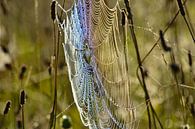 Spiderweb with dewdrops by Theo van Woerden thumbnail