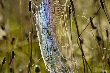 Spinneweb met dauwdruppels van Theo van Woerden