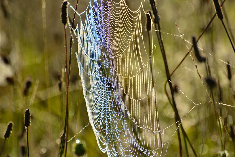 Spiderweb with dewdrops by Theo van Woerden