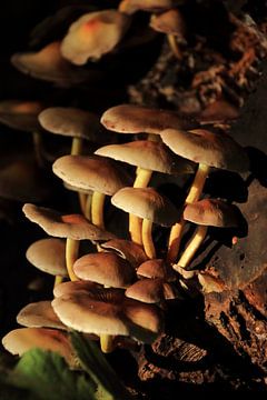 Paddenstoelen groeiend op een boom van Bobsphotography