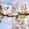 Spring Blossom by Ada Zyborowicz