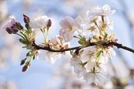 Frühlingsblüte von Ada Zyborowicz Miniaturansicht