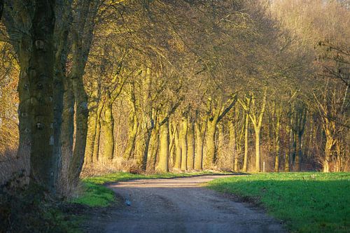 Tree-lined avenue in the soft evening light
