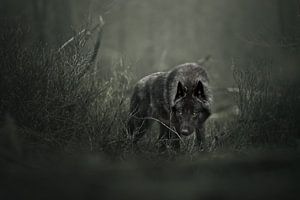 Loup noir dans l'obscurité | wildlifephotography