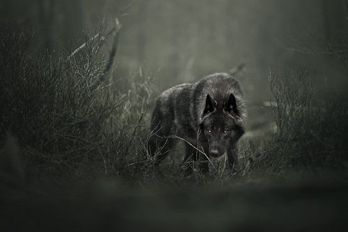 Zwarte wolf in de duisternis | wildlifephotography