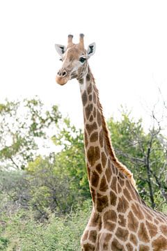 Portret in kleur van de giraf | Reisfotografie | Zuid-Afrika van Sanne Dost